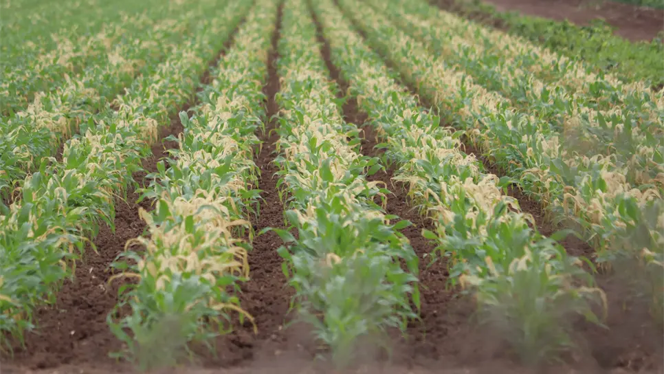 Cultivos dañados por las heladas. FOTO: Luz Noticias | Temática.