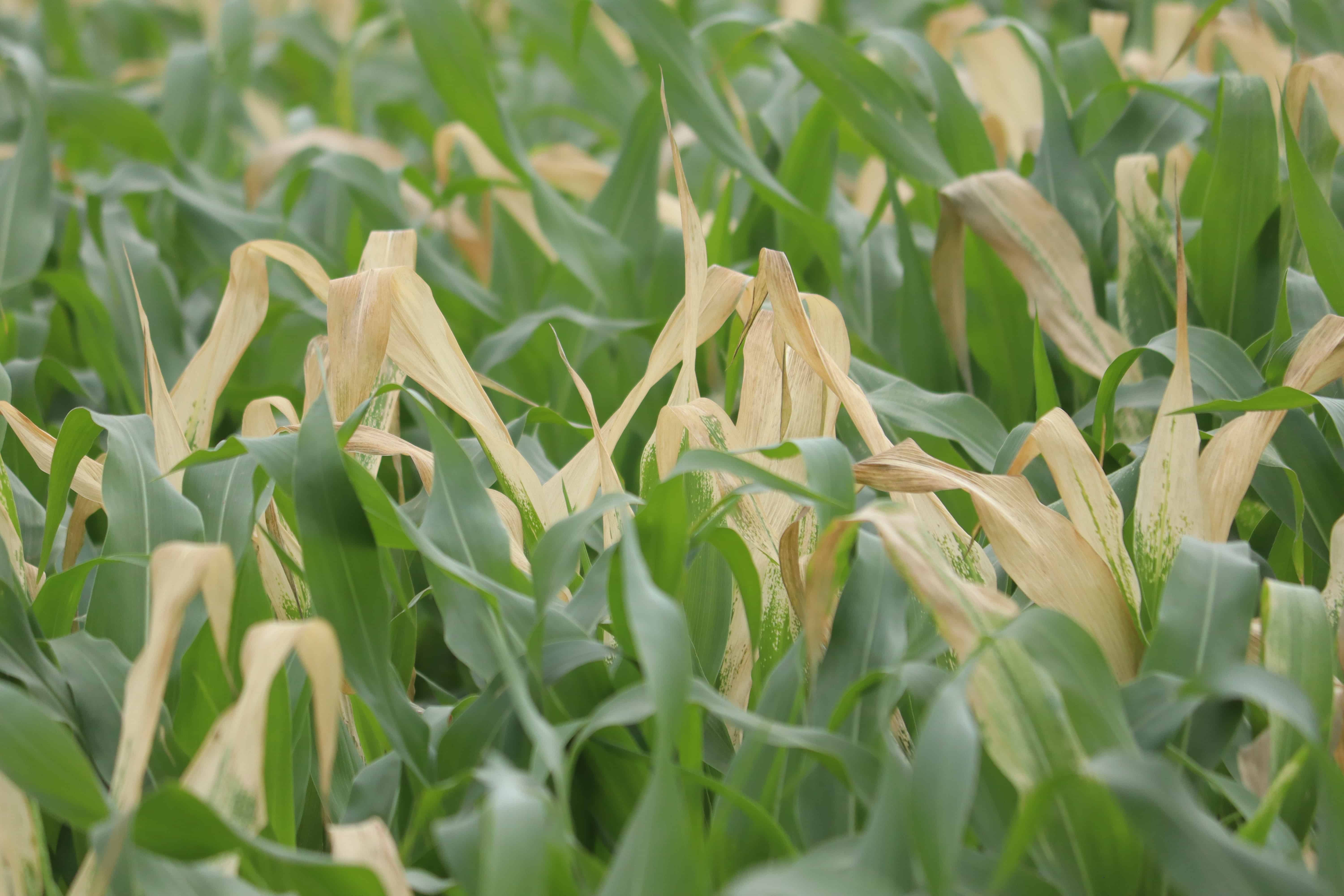 Descartan heladas para Sinaloa por Frente Frío 32 y quinta Tormenta Invernal.