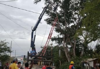 Podaba un guamúchil y terminó electrocutado en Mocorito