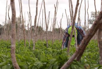 Jornaleros no tienen recursos para quedarse en Sinaloa a esperar su pago