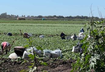 Pagarán de $14 a $25 mil a jornaleros agrícolas «explotados»