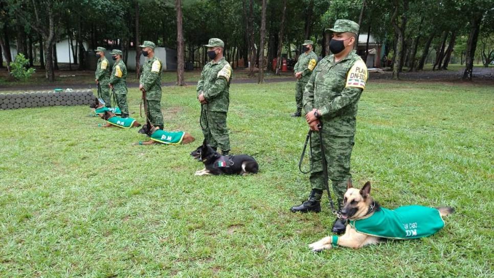 Así entrenan los perritos de la Sedena para rescatar a personas | VIDEO