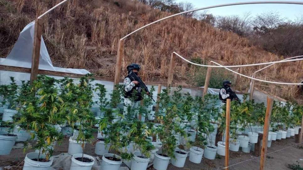Guardia Nacional destruye invernadero de mariguana en poblado Los Mayos, en Culiacán