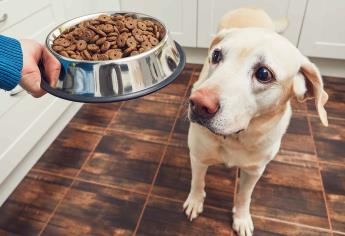 Las 3 mejores marcas de croquetas para perros según la Profeco