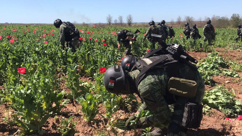 Suman 9 plantíos de amapola y mariguana destruidos tras «Culiacanazo 2.0»