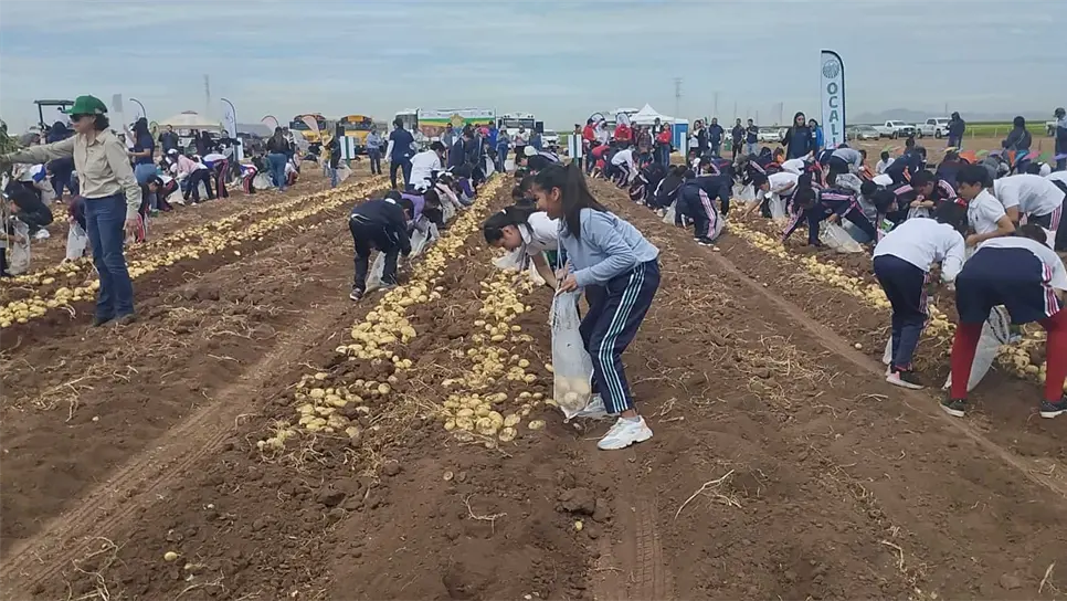 Niños se divierten y recolectan papa en el arranque del Festival «Pa la papa 2023»