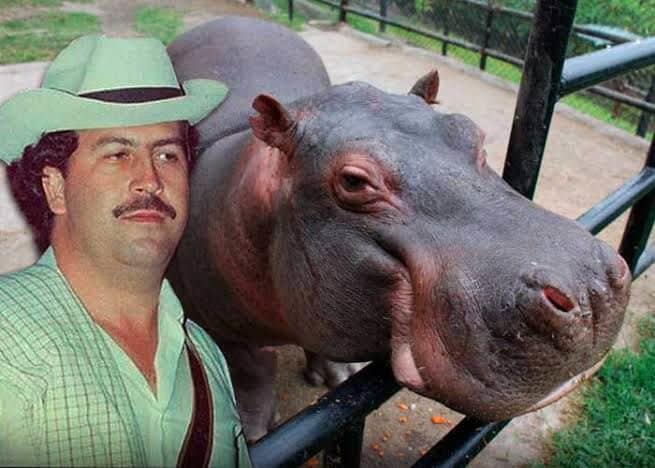 Hipopótamos de Pablo Escobar serán trasladados a Culiacán