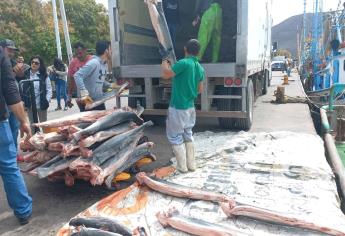 Sin capturas de camarón, pescadores apuestan por tiburón.