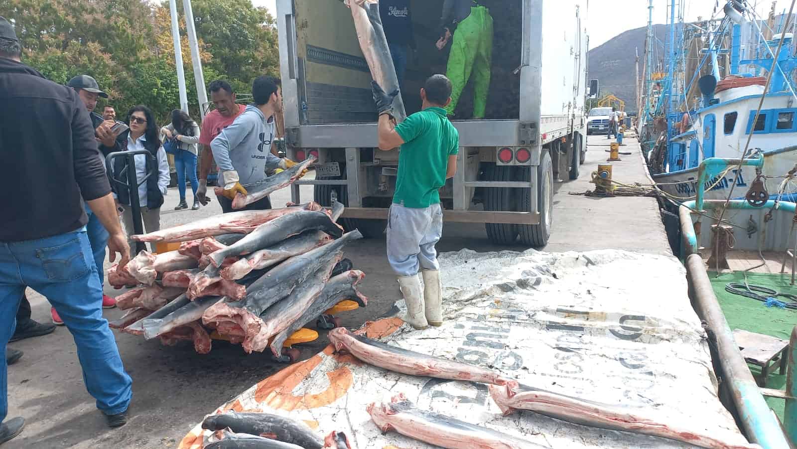 No es buena la captura de camarón. | FOTO: Esthela García.