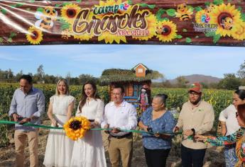 Ya puedes visitar el campo de girasoles en Mocorito