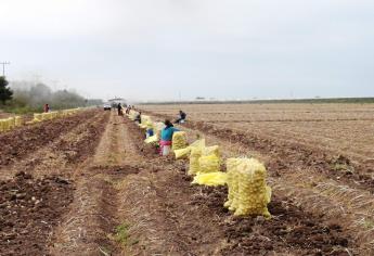 Sinaloa ha vendido 80 mil toneladas de papa