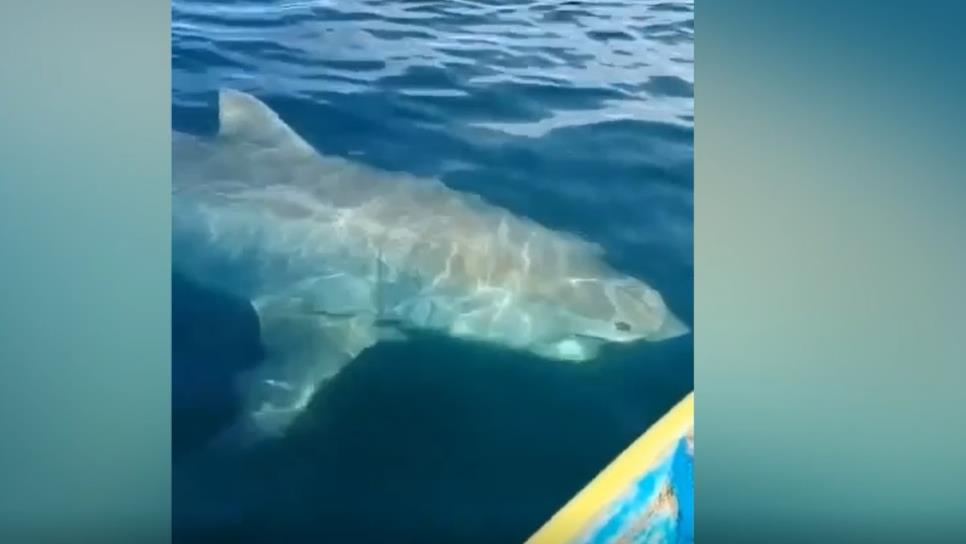 Avistan tiburón blanco en playas de Sonora; PC alerta a buzos y bañistas | VIDEO