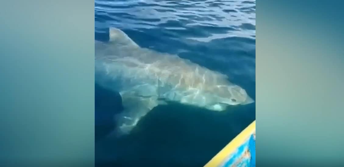 El tiburón visto por pescadores de Sonora.