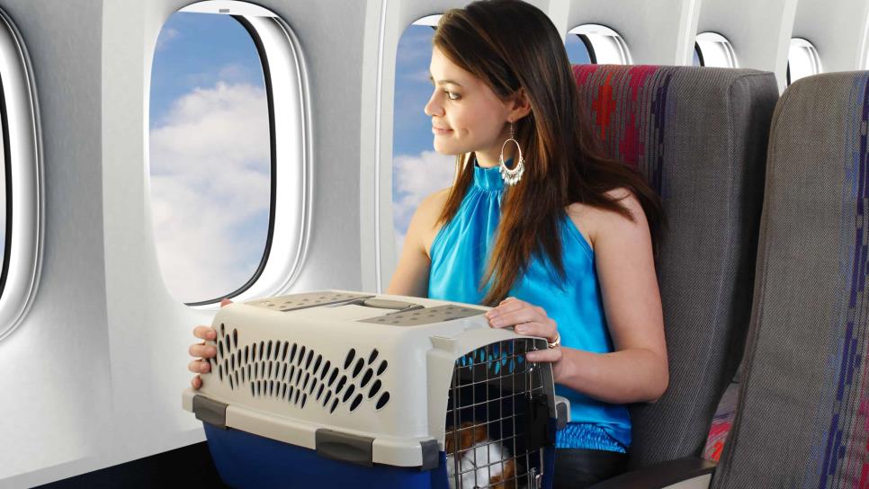 Viaja con mascota en avión: conoce tus derechos y obligaciones según la Profeco