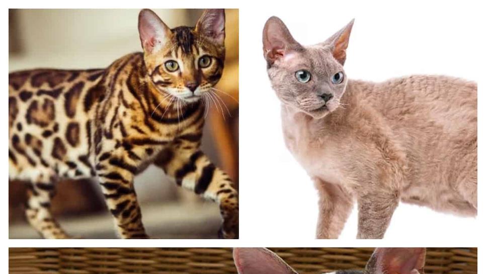 3 razas de gatos que son «hipoalergénicos»
