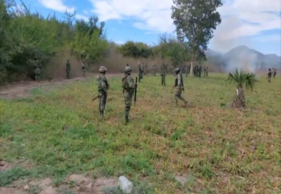 Militares destruyen más de 3.5 hectáreas de amapola en la sierra del municipio de Sinaloa