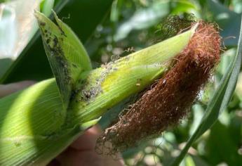 Llaman a no fumigar contra pulgón en maíz y trigo 