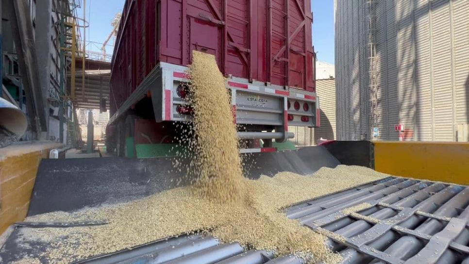 México incrementa importación de maíz y frijol