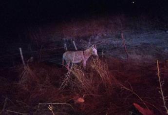 Se salva de milagro al chocar contra un burro en El Roble, Mazatlán