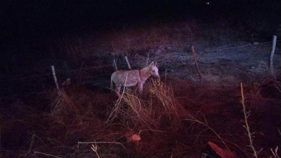 Se salva de milagro al chocar contra un burro en El Roble, Mazatlán