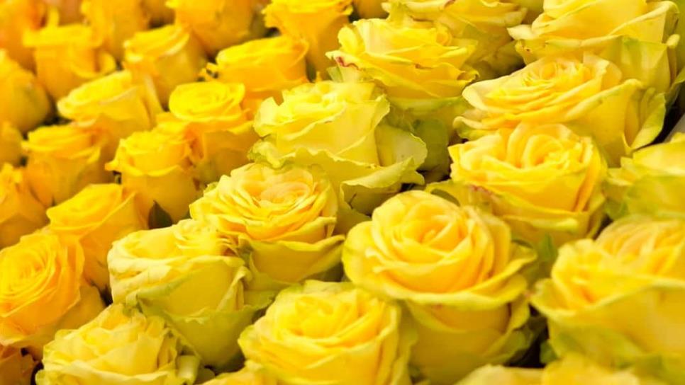 Flores amarillas: ¿Por qué se regalan el 21 de marzo?