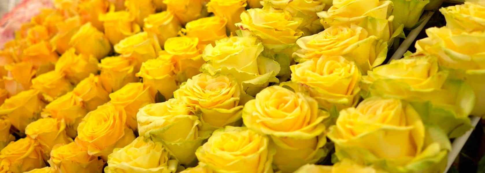 Esta tradición ha ganado fama en los últimos años. FOTO: Internet