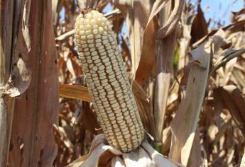Sader buscará una comercialización rentable para maíz y trigo de Sinaloa