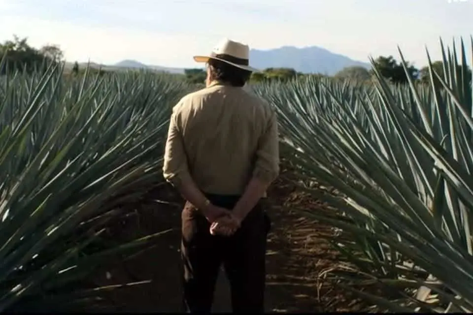 Sinaloa busca tener su propio mezcal. | FOTO: Hugo Rodríguez.