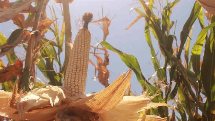 Precio de garantía de maíz no es para todos. FOTO: Luz Noticias