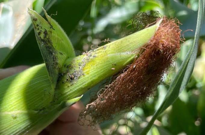 Registra Sanidad presencia de pulgón en maíz de Culiacán