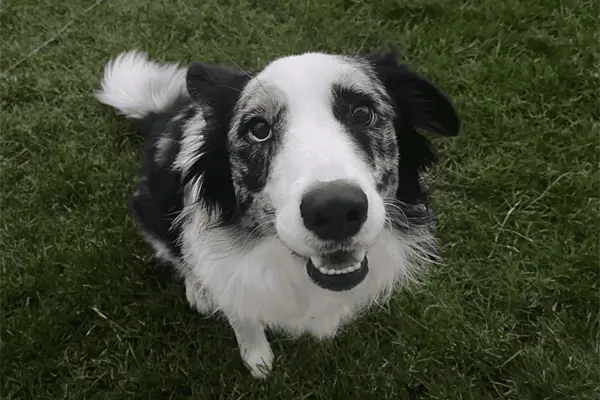 5 Lugares «pet friendly» que puedes visitar con tu perro en Culiacán 5 Lugares «pet friendly» que puedes visitar con tu perro en Culiacán