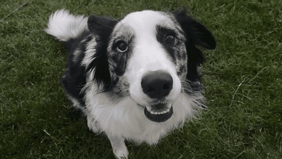 «GPT-4 salvó a mi perro»; una IA le ayudó a diagnosticar una enfermedad autoinmune