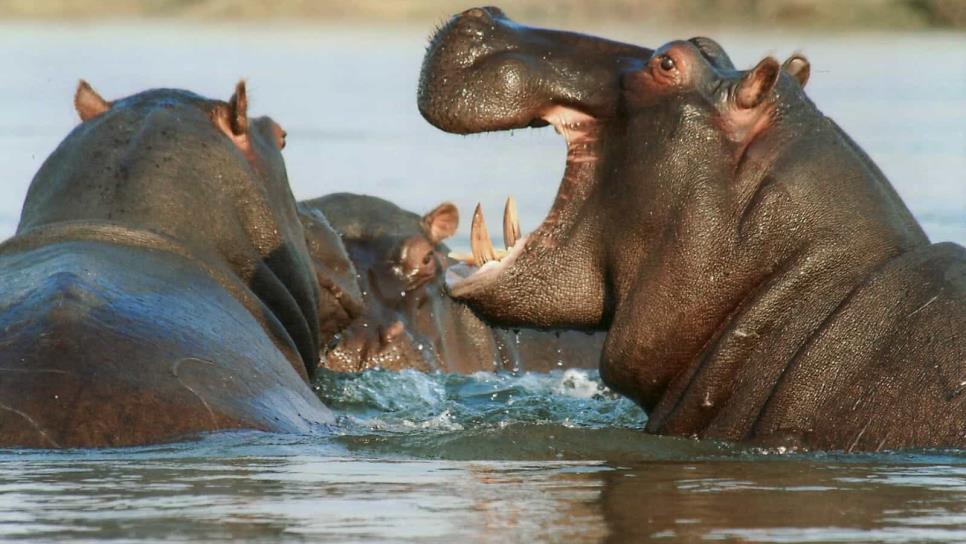 Llegarán 10 hipopótamos de Colombia a un santuario de Sinaloa