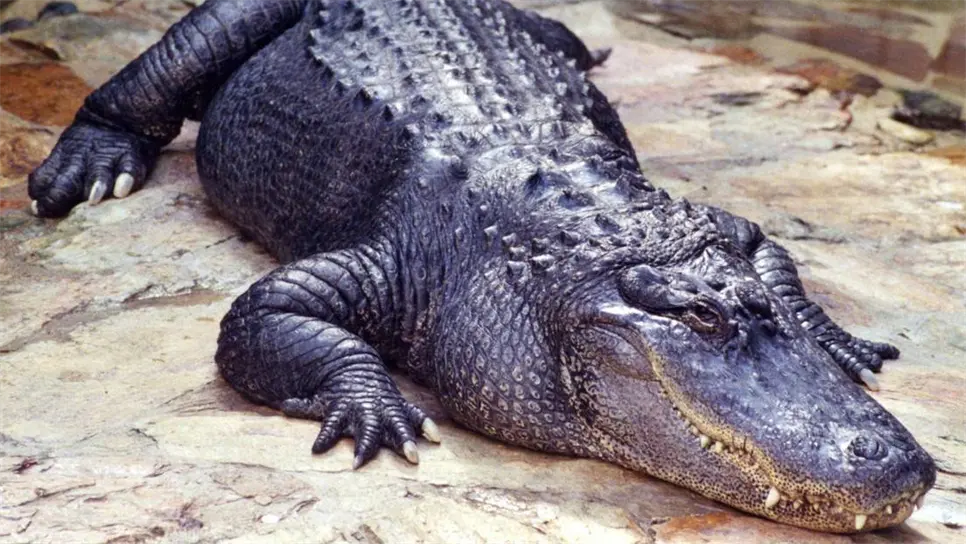 Conoce las diferencias entre estos tres reptiles. FOTO: Internet