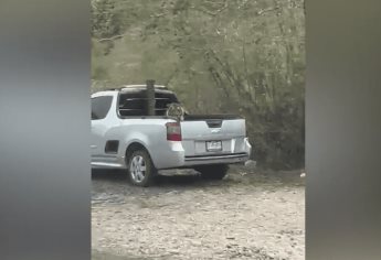 También había armas y equipo táctico en el aseguramiento del tigre en la Maxipista