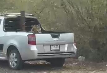Tigre de bengala asegurado en Elota podría haber sido robado en Hermosillo