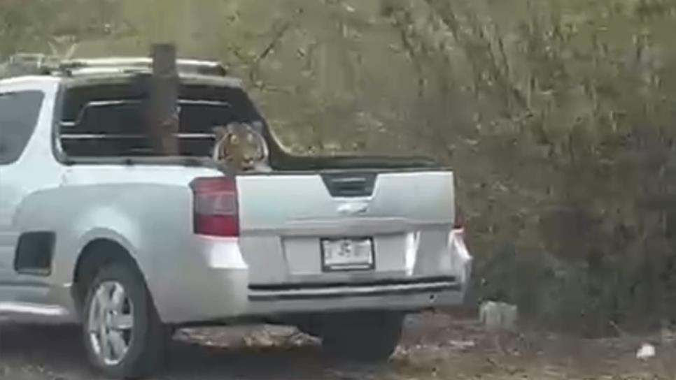 Tigre de bengala asegurado en Elota podría haber sido robado en Hermosillo
