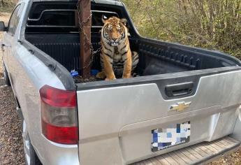 Rescatan a tigre de bengala asegurado en operativo en Culiacán