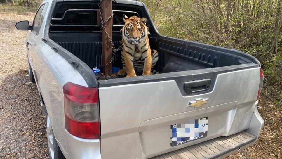 Rescatan a tigre de bengala asegurado en operativo en Culiacán