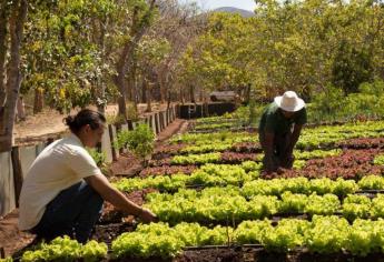 Agricultura orgánica: ¿barata o cara?