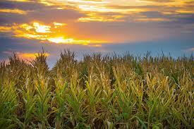 Big Data, la era digital del agro