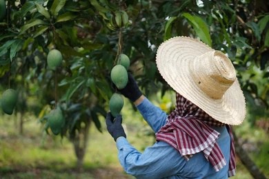 De Sinaloa saldrán más 200 mil toneladas de mango en el punto más álgido de la temporada.| FOTO: Temática.