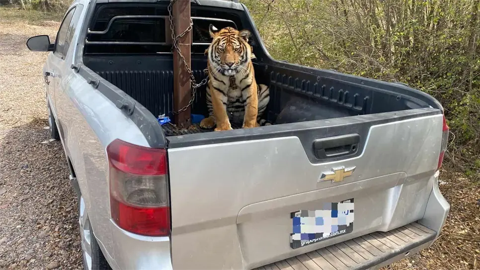 El tigre fue rescatado el pasado lunes 3 de abril. FOTO: Cortesía