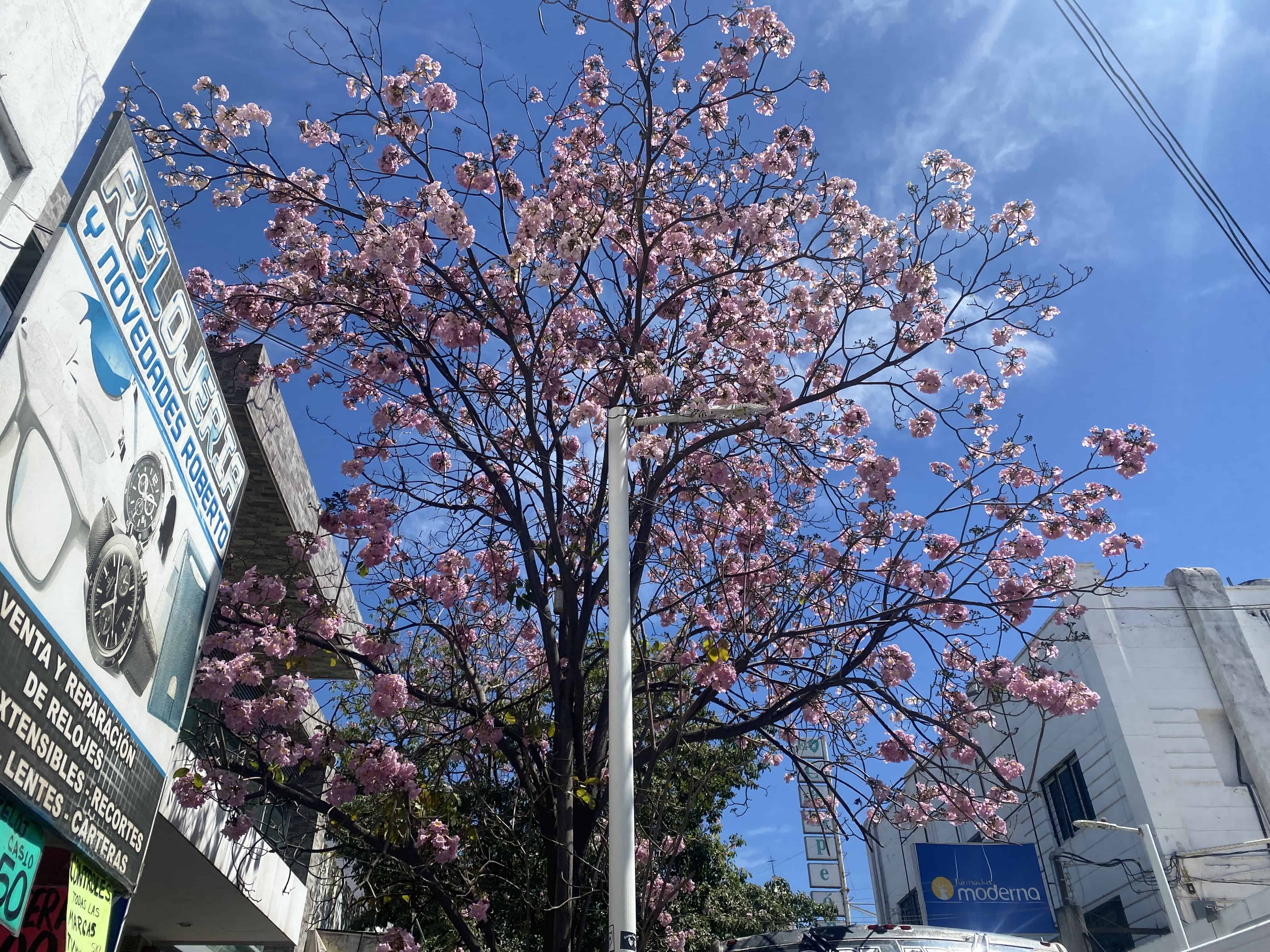 FOTOS: Heidi Fonseca.