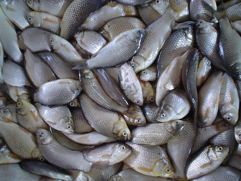 Pescados y mariscos sin refrigerar no deben de ser comprados, advierte Coepriss