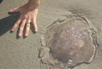 Aguamalas en playas de Sinaloa, ¡Toma tus precauciones!