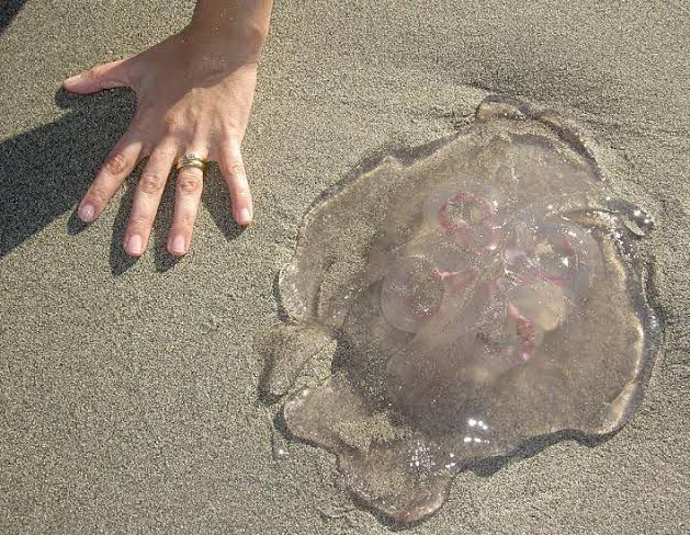 El contacto con este animal puede provocar incluso la muerte. FOTO: Cortesía