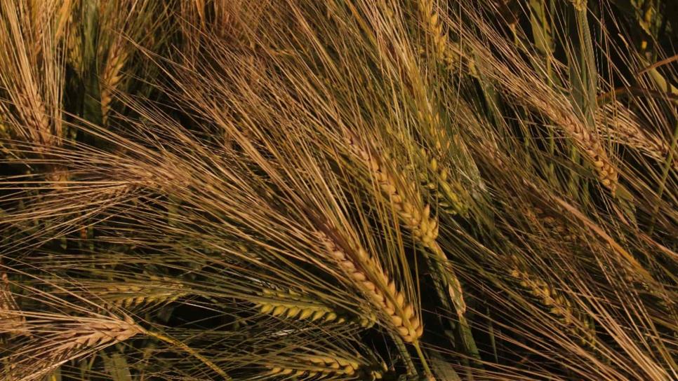 Sinaloa podría integrarse al acuerdo regional para comercializar el trigo: Rocha Moya 