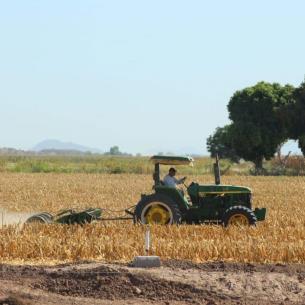 Sinaloa proyecta comercialización de granos para el 2025