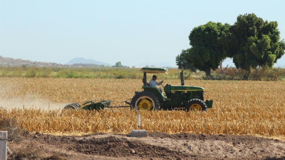 Inicia trilla de maíz en Sinaloa; aún no tienen precio